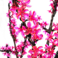 Световое дерево Neon-night Сакура 1.5 м 531-108 (розовый)