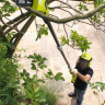 Аккумуляторный высоторез Ryobi OPP1820