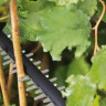 Кусторез + ножницы Bosch Advanced Shear 18V-10 0600857001 (без АКБ)