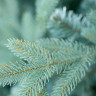 Ель Green Trees Россо премиум 1.8 м