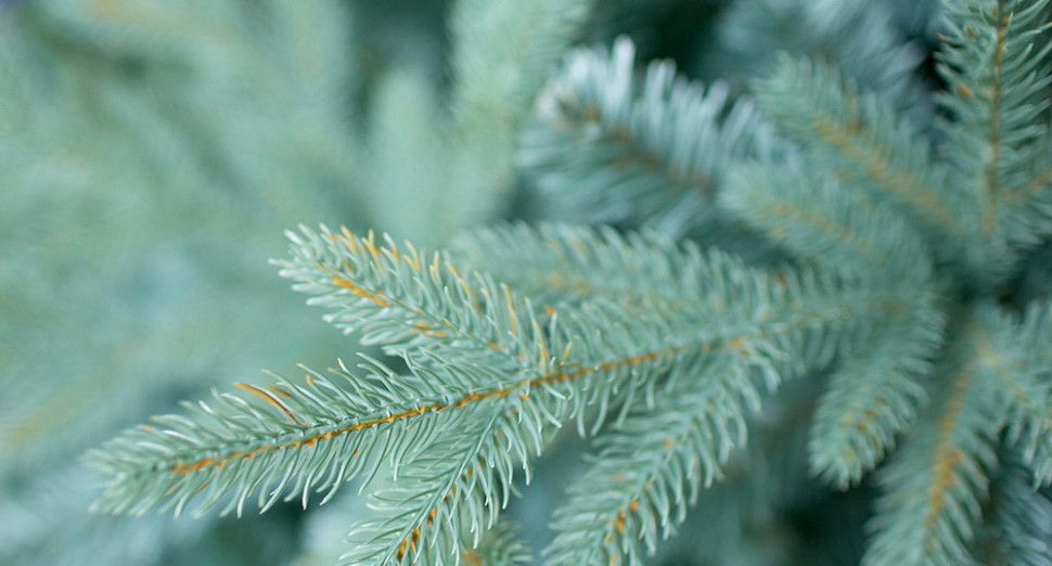 Ель Green Trees Россо премиум 1.8 м