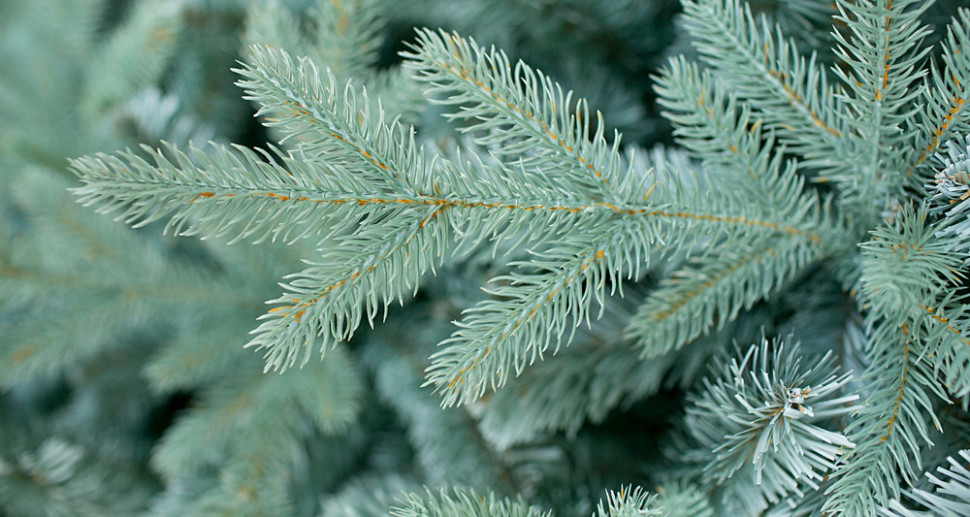 Ель Green Trees Россо премиум 1.8 м
