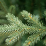 Ель Green Trees Фьерро премиум 2.4 м