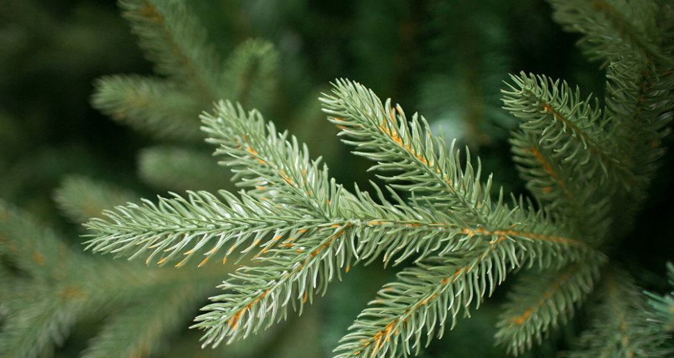 Ель Green Trees Фьерро премиум 2.4 м