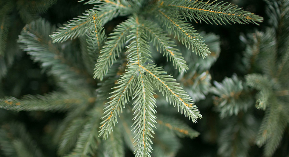 Ель Green Trees Фьерро премиум 2.4 м