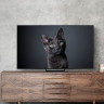 Телевизор Samsung OLED 4K S90C QE55S90CAUXRU