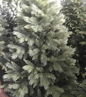 Сосна GreenTerra Палермо 2.2 м