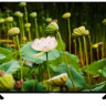 Телевизор Thomson T55USM7050