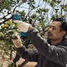Секатор Bosch Pro Pruner Professional 06019K1021 (с 2-мя АКБ)